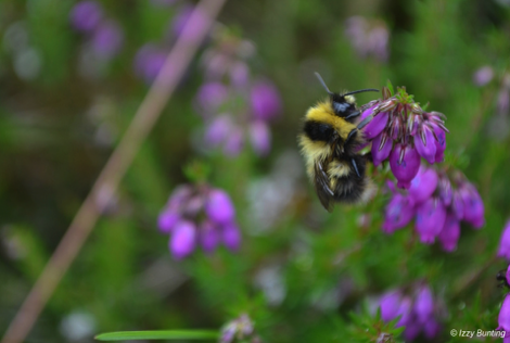 Heath bumblebee